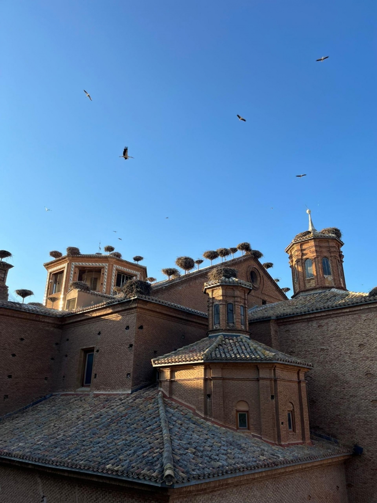 El Gobierno de La Rioja invita a despedir a las cigüeñas de Alfaro y a descubrir el patrimonio natural y cultural de la región 