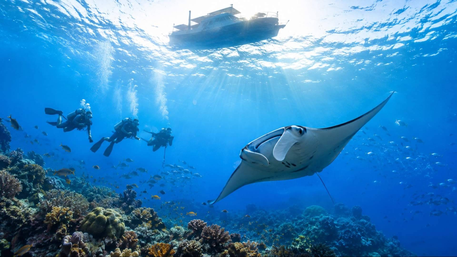 De la costa al océano; Scuba Finders suma Liveaboards en destinos globales