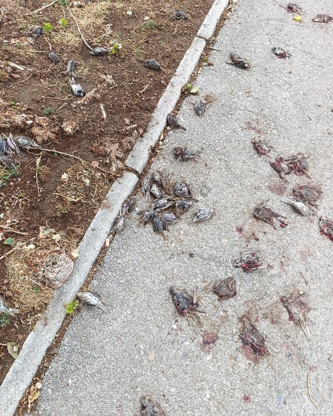 Una tormenta causa la muerte de casi 3.800 aves durante la madrugada del sábado al domingo en Arguedas