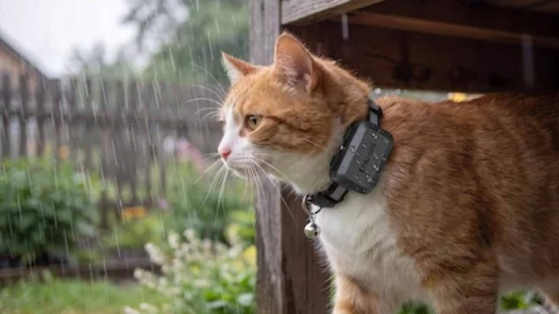 Localizador GPS para gatos curiosos y aventureros