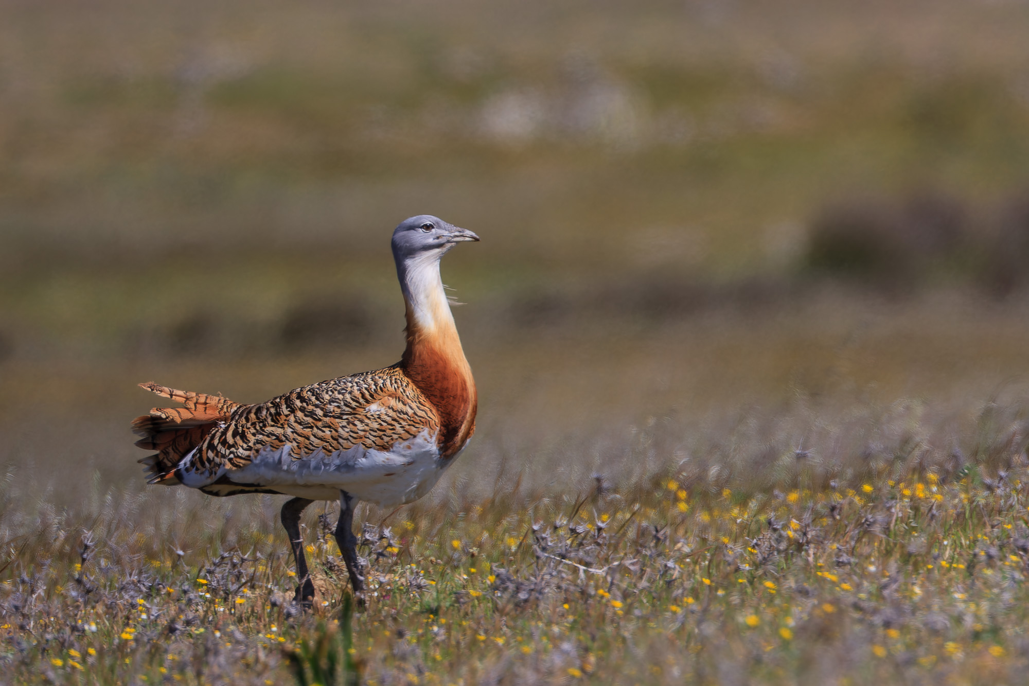 Desarrollo Rural duplicará ayudas a algunos barbechos para la recuperación de aves esteparias, en situación crítica