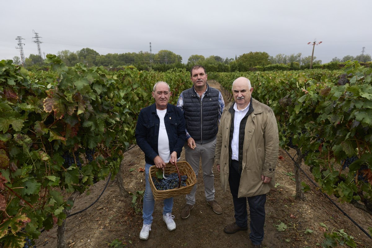 La D.O. Navarra cierra la vendimia más temprana de su historia con 43,55 millones de kilos de uva