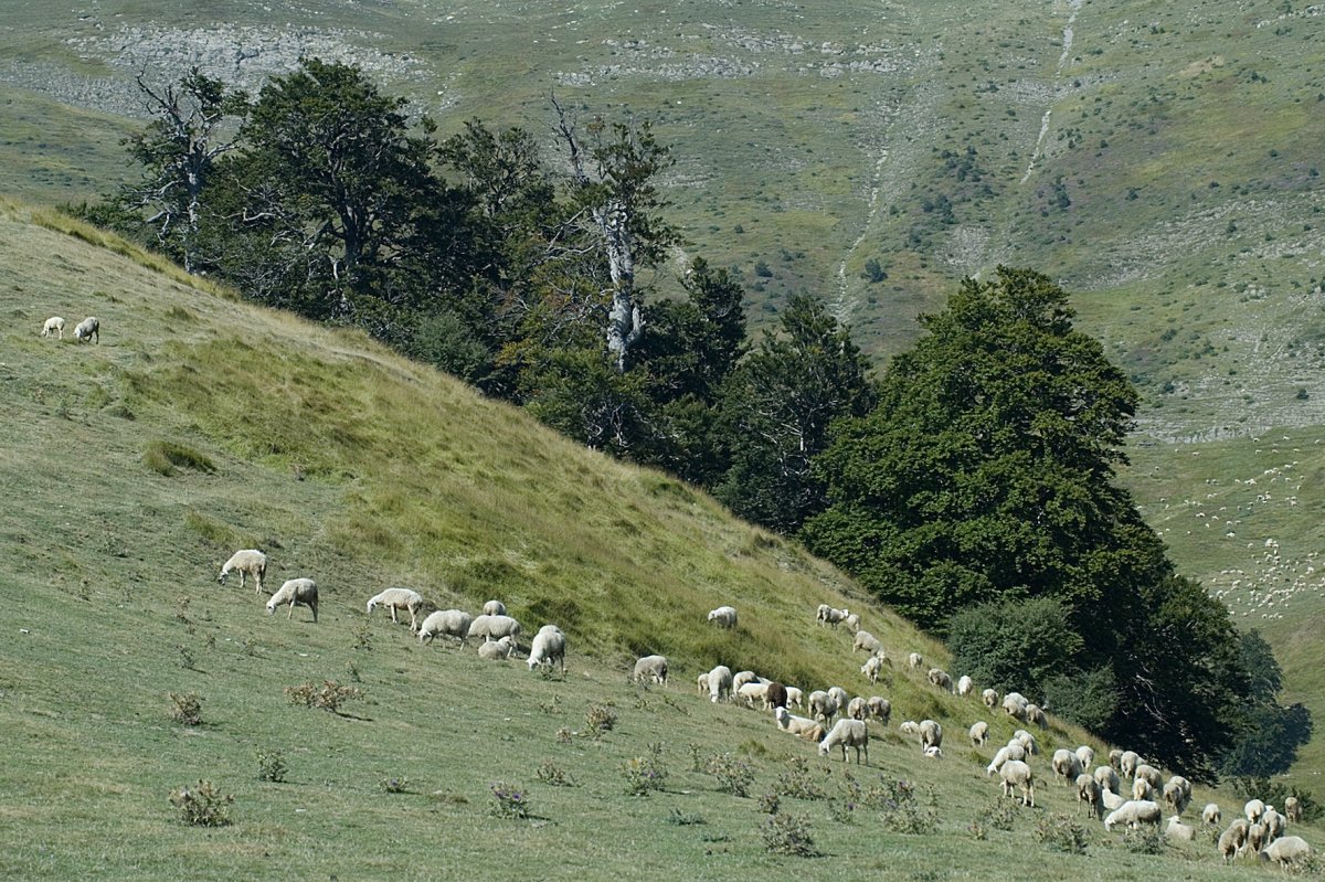Navarra destina 222.000 euros a mejorar los pastizales montanos como herramienta frente al cambio climático