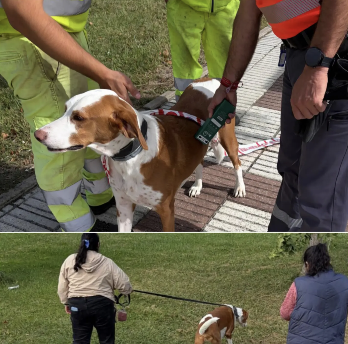 Final feliz para Dumbo, el perro que estuvo a punto de ser atropellado hasta cinco veces en las rondas de Pamplona