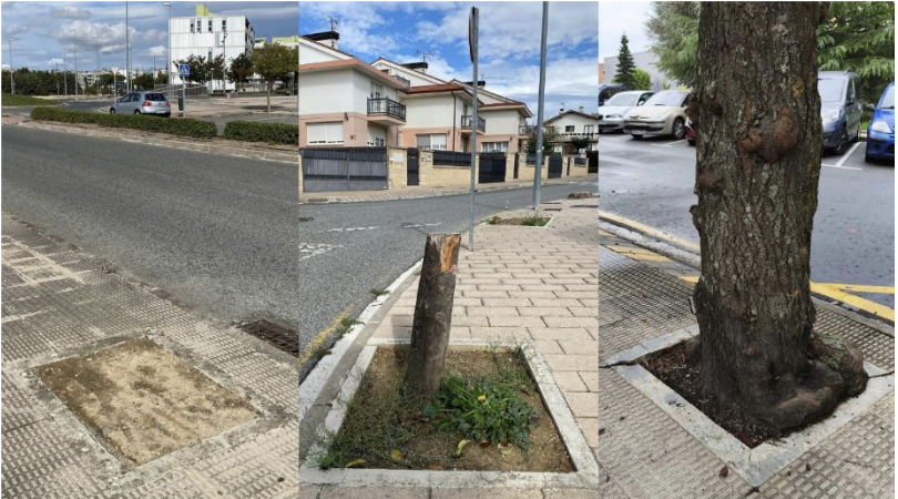 “Aquí falta un árbol - Ecomapa 2026” detecta que en Zizur Mayor hay que reponer 170 árboles y modificar 83 alcorques 