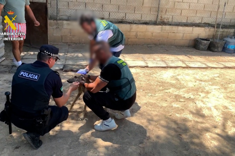 La Guardia Civil detiene a cuatro individuos por robo y maltrato de galgos en Sevilla