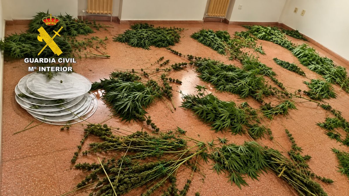 Investigados dos hombres por cultivar marihuana en huertas y parcelas de Legarda y Corella