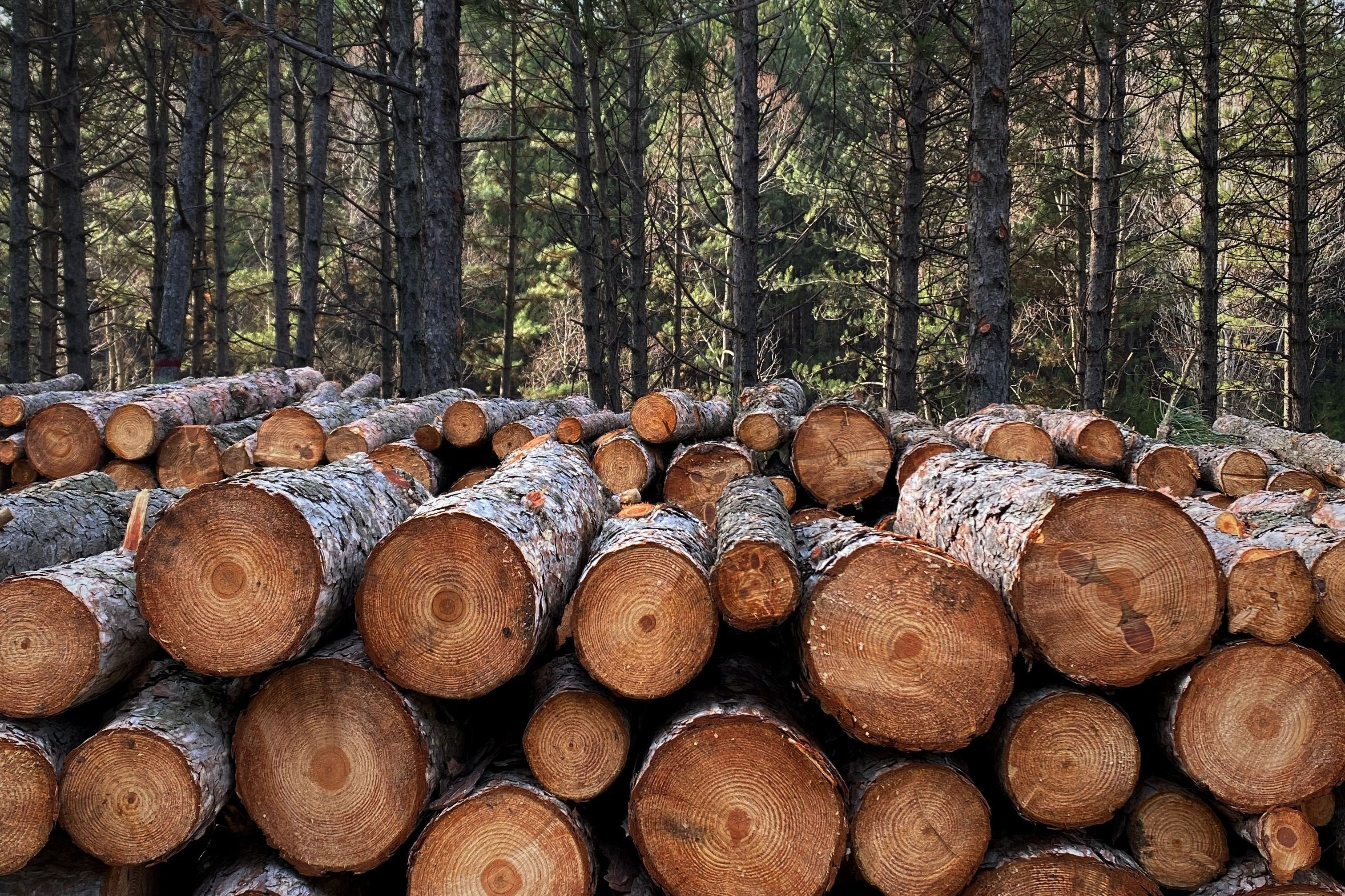 Biomasa 360 en Navarra:  jornada sobre biomasa y gestión forestal, este martes en Odieta