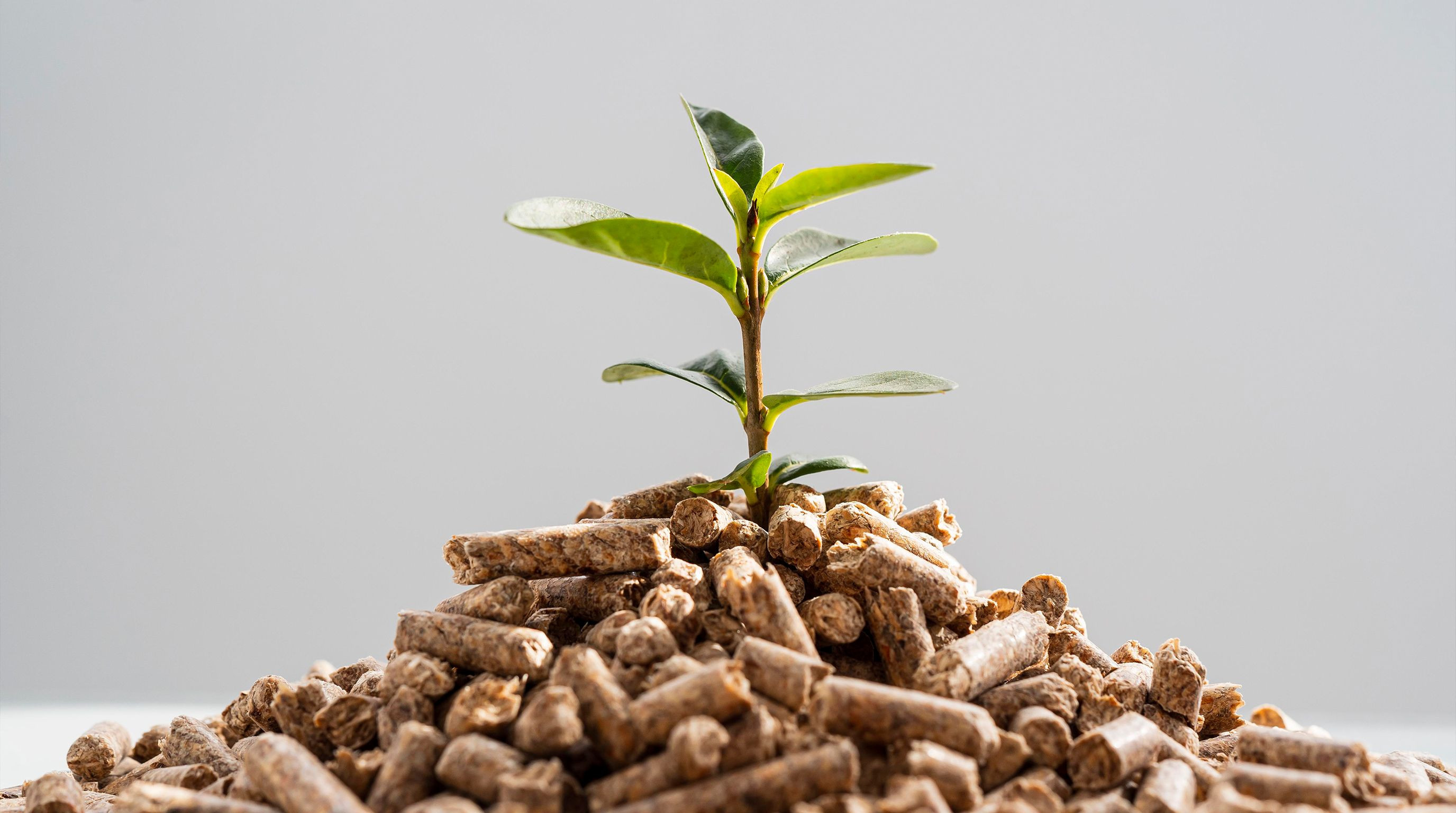 Bifeedoo destaca los beneficios del pienso ecológico como una apuesta de futuro para la ganadería actual