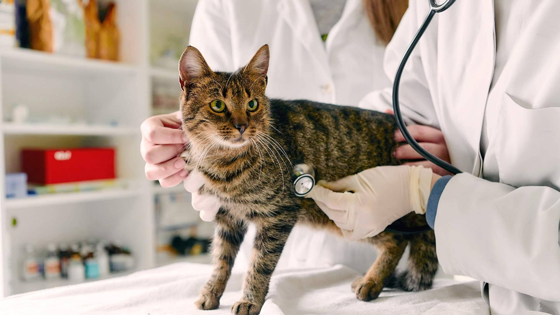Línea Directa lanza un nuevo Seguro para Mascotas con un plan veterinario completo