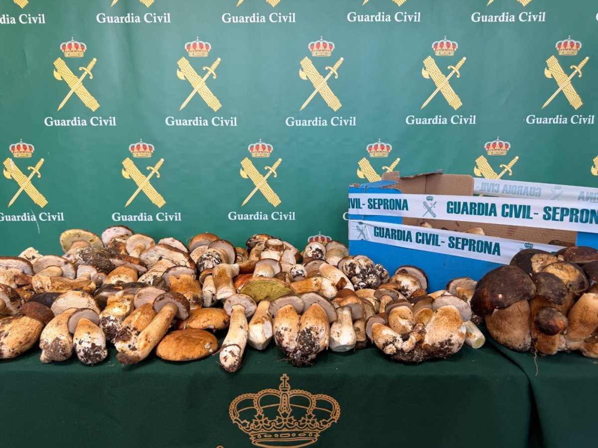 La Guardia Civil interviene 17 kilos de setas recogidas de forma irregular en el valle de Ultzama