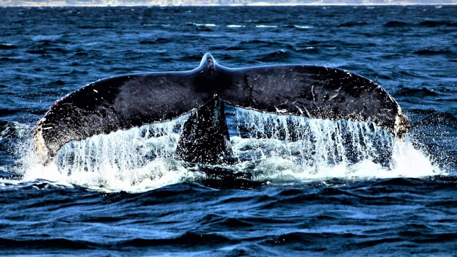 Ballenas en Baja California Sur, tres salidas en 2027 entre el 29 de enero y el 28 de febrero para ver la ballena gris en Bahía Magdalena