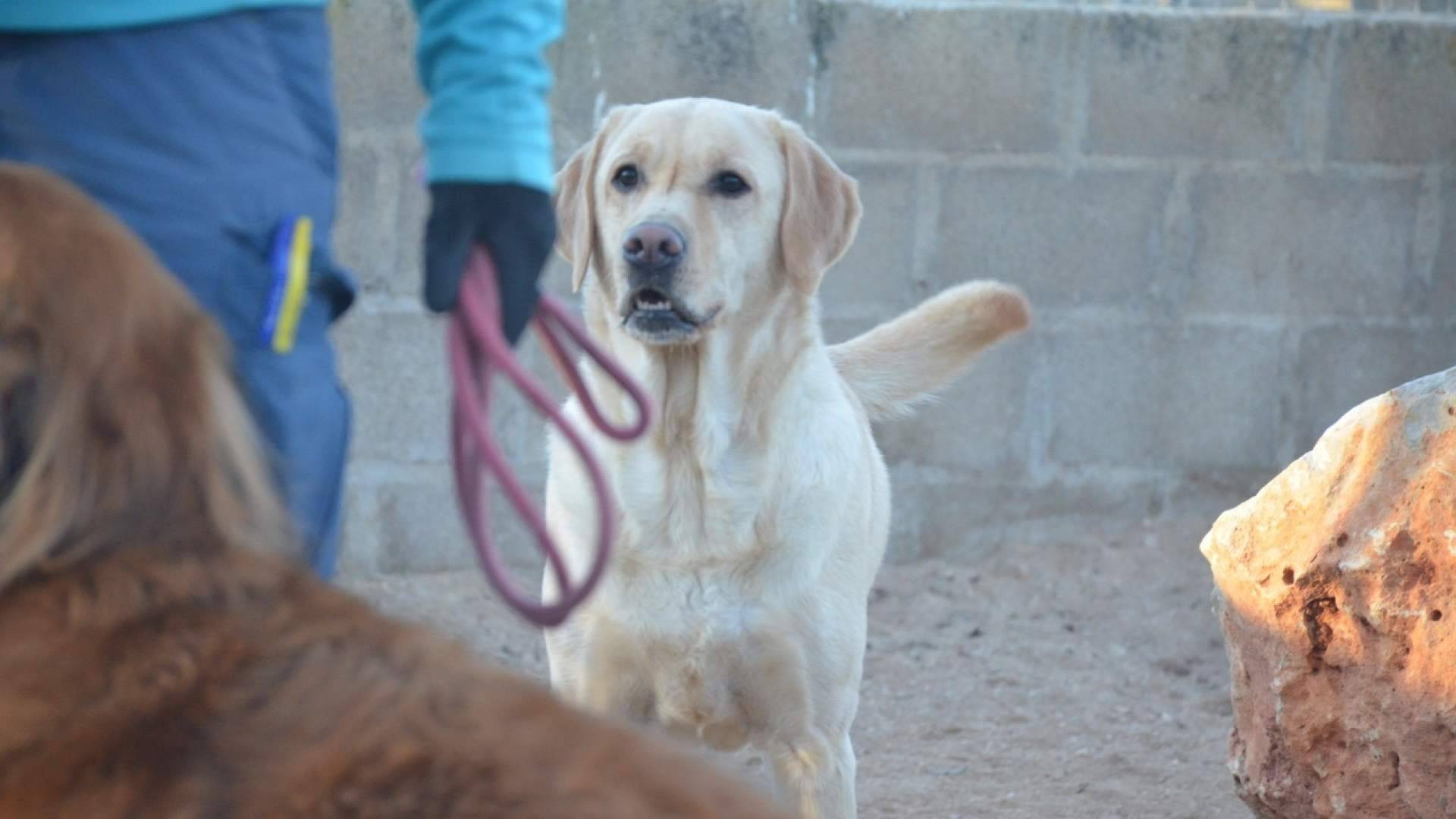 ¿Qué hacer con las mascotas cuando se sale de puente? Las claves para organizar el viaje