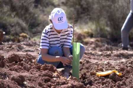Air Europa y CO2 GESTIÓN crean un nuevo bosque en el Parque Natural del Alto Tajo