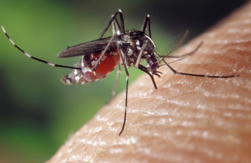 El Ayuntamiento de Estella-Lizarra participa en una jornada sobre la amenaza que supone para la salud pública el mosquito tigre