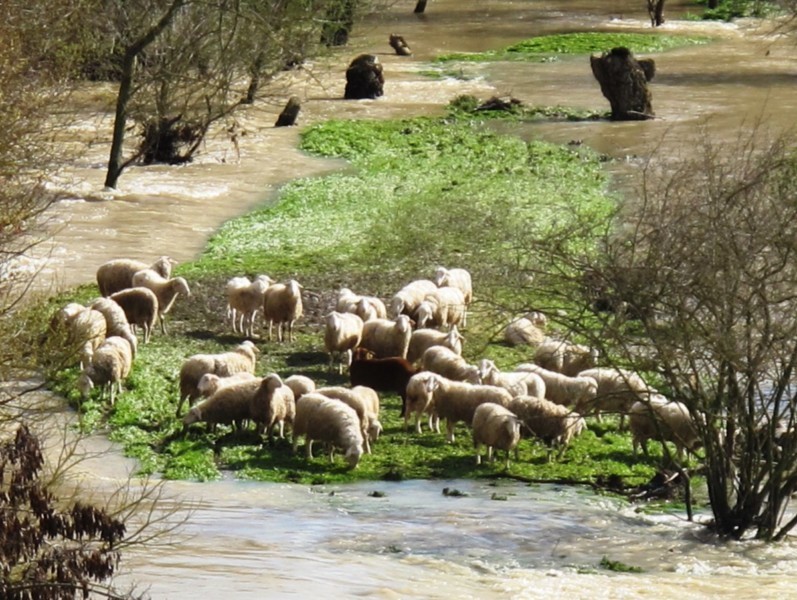 Un incendio en una granja de ovejas afecta a varios animales en Sangüesa